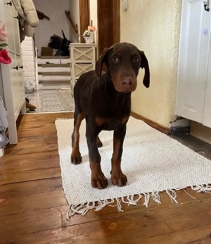 Dobermann Welpe 