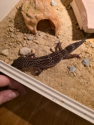 Black Night Mack Snow