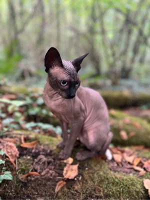 Canadian Sphynx Deckkater