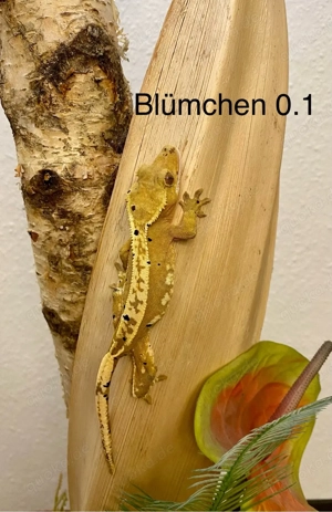 Kronengecko Correlophus ciliatus diverse Morphen