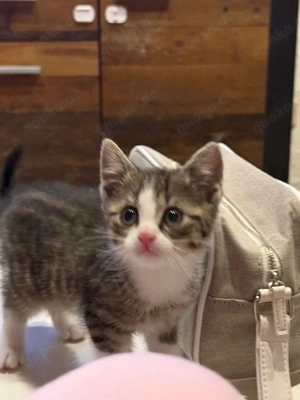 Kater erst 3 Monate alt abgabe reif