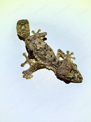 1.1 uroplatus giganteus