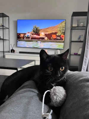 Schwarze Katze verkaufen