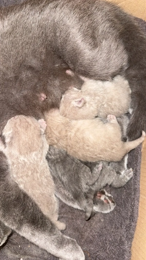 Britisch Kurzhaar Kitten (BKH) in Blau und Lilac 