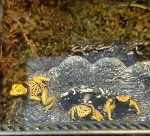 Dendrobates leucomelas Pfeilgiftfrosch 