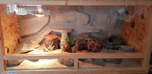 Terrarium mit zwei Leopardgeckos 