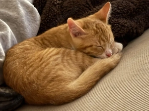 EKH Katze abzugeben   verspielt & verschmust