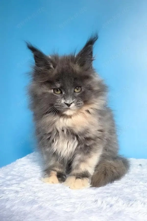 Felona: Sanftmütiges Blue Tortie Maine Coon Mädchen (13 Wochen)