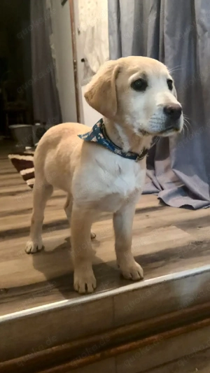  Labrador Retriever Welpen suchen ein liebevolles Zuhause