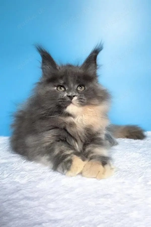 7 prächtige Maine-Coon-Kitten   4 Monate alt   geimpft & entwurmt