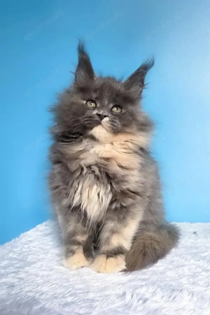 Felona: Sanftmütiges Blue Tortie Maine Coon Mädchen (13 Wochen)