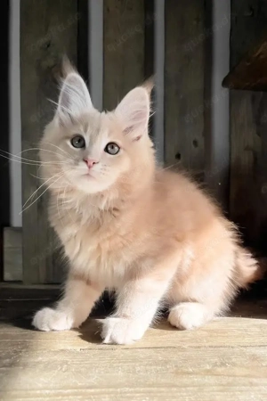 7 prächtige Maine-Coon-Kitten   4 Monate alt   geimpft & entwurmt