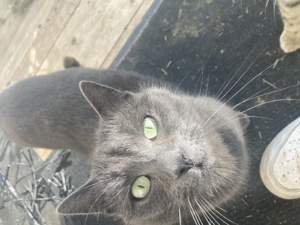 wunderschöne Katze 1,5 Jahre kastriert 