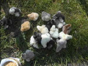 Bruteier Zwergseidenhühner - Mixe, bunte Mischung, grüne Eier, Zwerghühner 1,50  