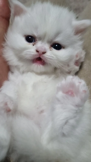 Britisch Langhaarkatze 