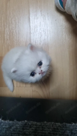 Britisches langes Haar