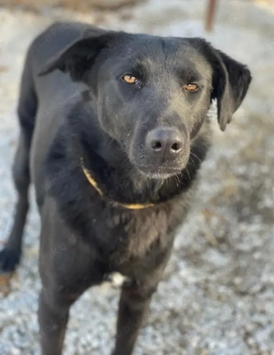 Dakar, geb. ca. 01 2019, lebt in GRIECHENLAND, im städt. Tierheim Serres Bild 4