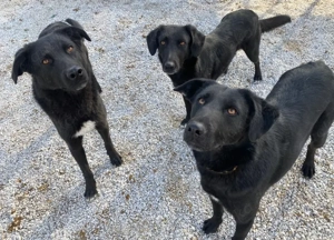 Dakar, geb. ca. 01 2019, lebt in GRIECHENLAND, im städt. Tierheim Serres Bild 9