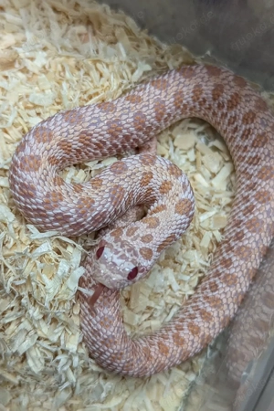 Arctic Snow, Superarctic Snow, Arctic Axanthic Conda het Albino - Heterodon nasicus Hakennasennatter