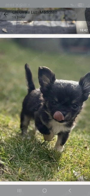 Chihuahuawelpen Ruden langhaar mit Ahnentafel  Bild 5