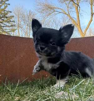 Chihuahuawelpen Ruden langhaar mit Ahnentafel  Bild 6