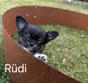 Chihuahuawelpen Ruden langhaar mit Ahnentafel  Bild 7