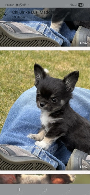 Chihuahuawelpen Ruden langhaar mit Ahnentafel  Bild 4