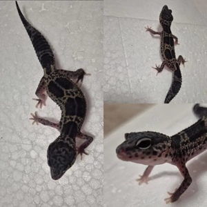 Leopardgecko  BnMs 100%het Eclipse 