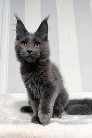 Express-Adoption: 5 wunderschöne Maine-Coon-Kätzchen, die Kinder lieben (5 Monate alt)