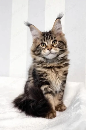 Blitzadoption: 5 wunderschöne Maine-Coon-Kätzchen (5 Monate alt)