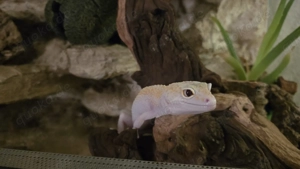 Leopardgecko Weibchen 