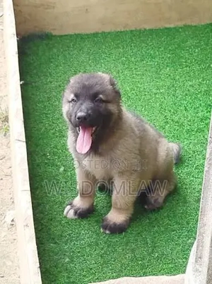 Bezaubernder, flauschiger Deutscher Schäferhund-Welpe 2018 gesund und bereit für ein neues Zuhause  