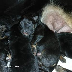 deutsche Schäferhundwelpen