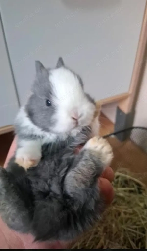Ein baby Kaninchen 