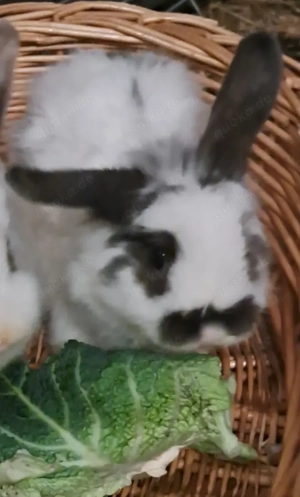 3 Zwergkaninchen abzugeben. Mit Käfig 