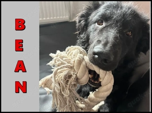 lieber schüchterner Hütenhund Mischling Bean sucht seine Herzensmenschen und ein Zuhause