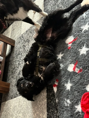 lieber schüchterner Hütenhund Mischling Bean sucht seine Herzensmenschen und ein Zuhause Bild 3