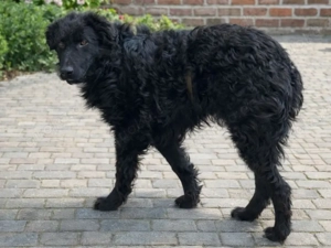 lieber schüchterner Hütenhund Mischling Bean sucht seine Herzensmenschen und ein Zuhause Bild 2