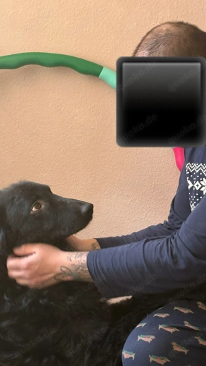 lieber schüchterner Hütenhund Mischling Bean sucht seine Herzensmenschen und ein Zuhause Bild 9