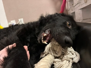 lieber schüchterner Hütenhund Mischling Bean sucht seine Herzensmenschen und ein Zuhause Bild 8