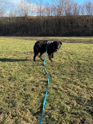 lieber schüchterner Hütenhund Mischling Bean sucht seine Herzensmenschen und ein Zuhause Bild 4