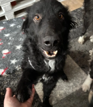 lieber schüchterner Hütenhund Mischling Bean sucht seine Herzensmenschen und ein Zuhause Bild 5
