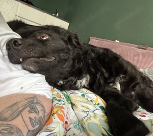 lieber schüchterner Hütenhund Mischling Bean sucht seine Herzensmenschen und ein Zuhause Bild 6