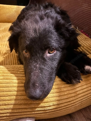 lieber schüchterner Hütenhund Mischling Bean sucht seine Herzensmenschen und ein Zuhause Bild 7