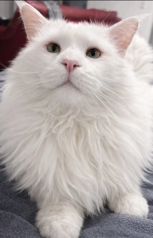 Reinrassiger XXL Maine Coon Deckkater verfügbar 