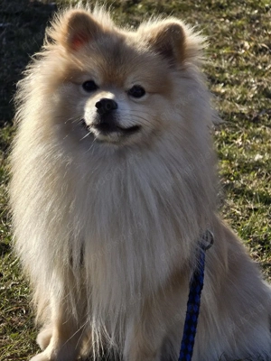 Kleiner Hund sucht neues liebes Zuhause 