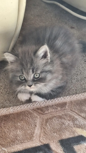 katze sucht ein zu Hause 