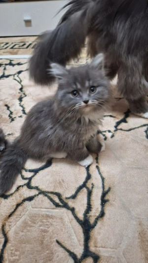 katze sucht ein zu Hause 