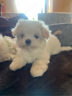 Drei weiße Märchenwesen: kleinbleibende Malteser Welpen mit koreanische Abstammung Bild 9