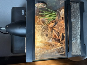 Monocentropus balfouri 5er Gruppe